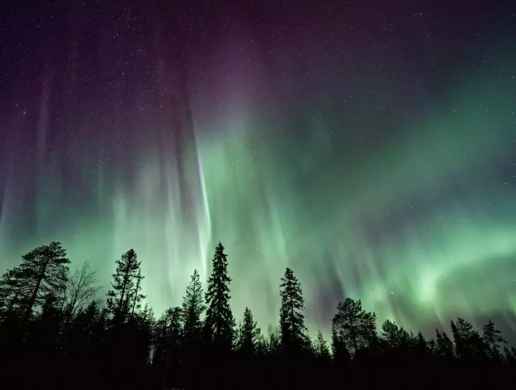 A starry night sky graced by the vibrant green and purple hues of the aurora borealis above a dark silhouette of pine trees.